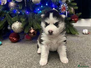 Pomsky dogs Stunning f2 pomsky babies. 2 left ready 24/12. - Advert 1