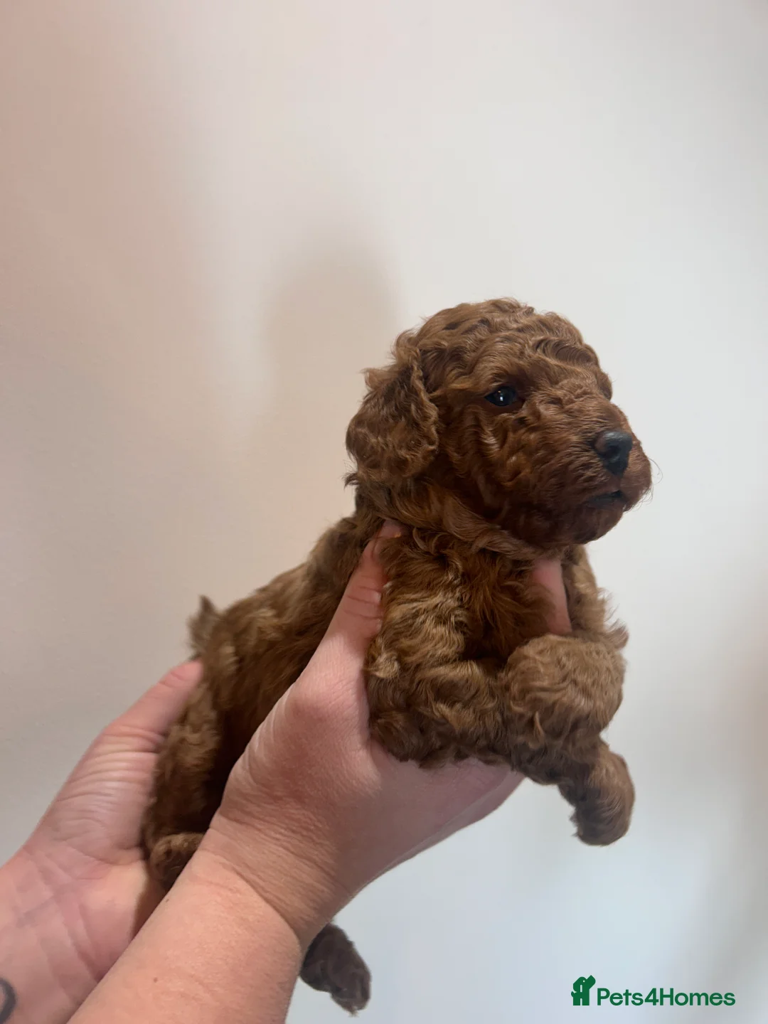 Cockapoo dogs for sale: Red f2b Cockapoo Pups  - Advert 4