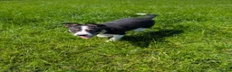 Border Collie dogs for sale: Cracking Litter of Tri Coloured Collies For Sale - Advert 10