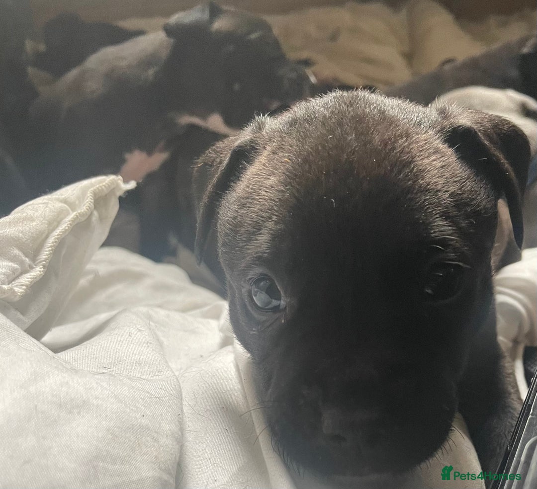 Staffordshire Bull Terrier dogs for sale: Original "Old-Blood" Black/Blue Staff pups *RARE* - Image 8