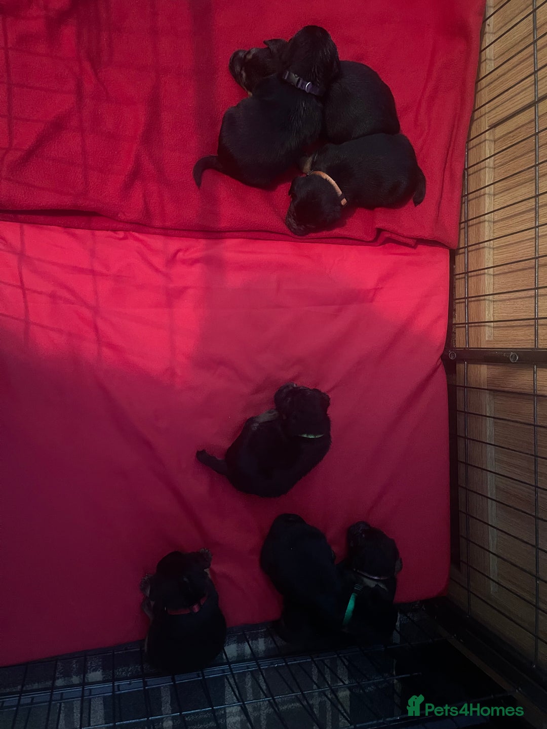 Border Terrier dogs for sale: Border Terrier Pups - Advert 20