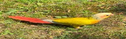 Conures birds for sale: Silly tamed sun cheek conure hand reared baby - Advert 5