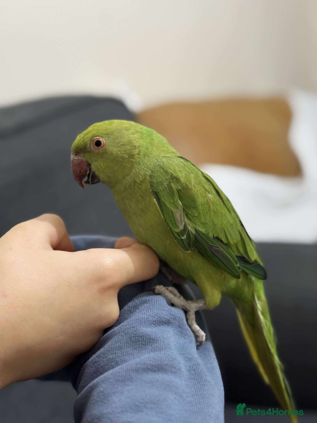 Ringnecks birds for sale: A beautiful Indian ringneck  - Advert 1