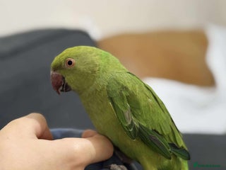 Ringnecks birds A beautiful Indian ringneck - Advert 1