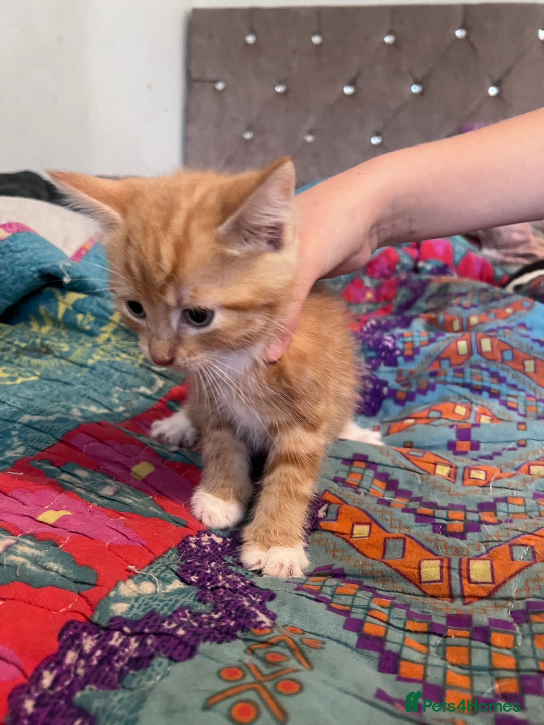 Mixed Breed cats for sale: Kittens  - Image 4