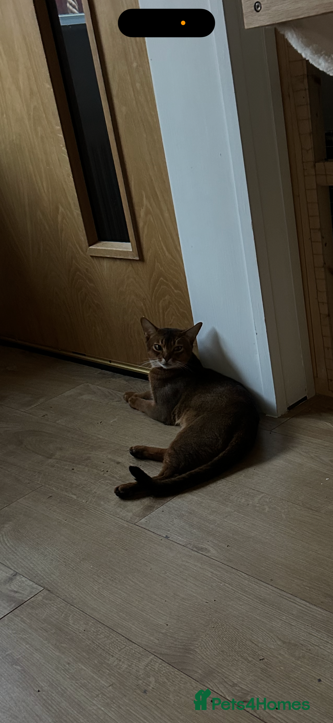 Abyssinian cats for stud: Champion line Aby boy for stud in Romford - Image 6