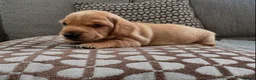 Miniature Dachshund dogs for sale: Adorable Miniature Dachshund Puppies - Advert 10