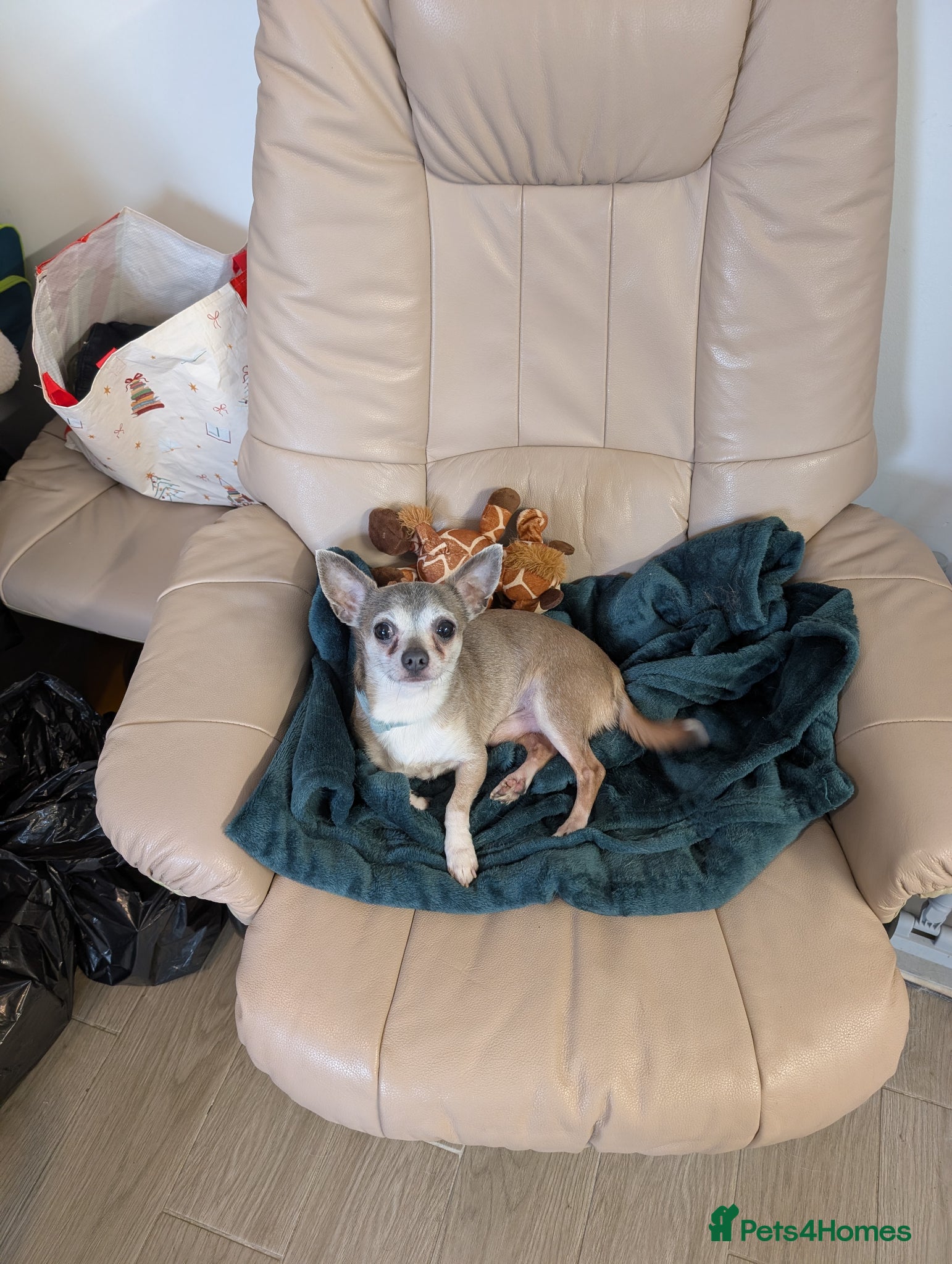 Chihuahua dogs 6 year old male chihuahua  - Advert 1