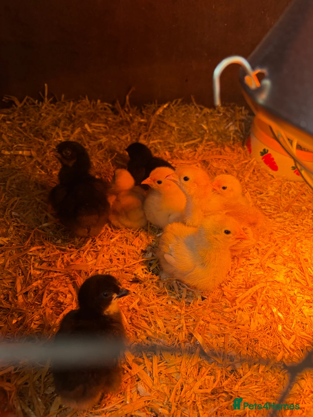 Chickens poultry for sale: Chicks for sale in Clackmannan - Advert 2