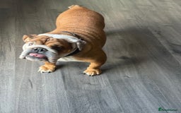 English Bulldog dogs for sale: English bulldog puppies kc reg  - Image 13