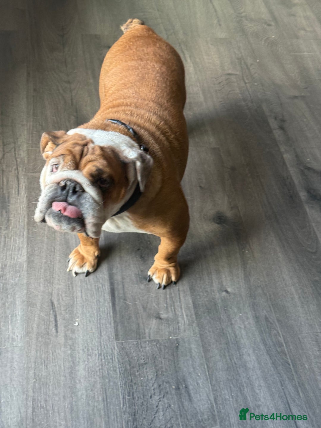 English Bulldog dogs for sale: English bulldog puppies kc reg  - Image 13