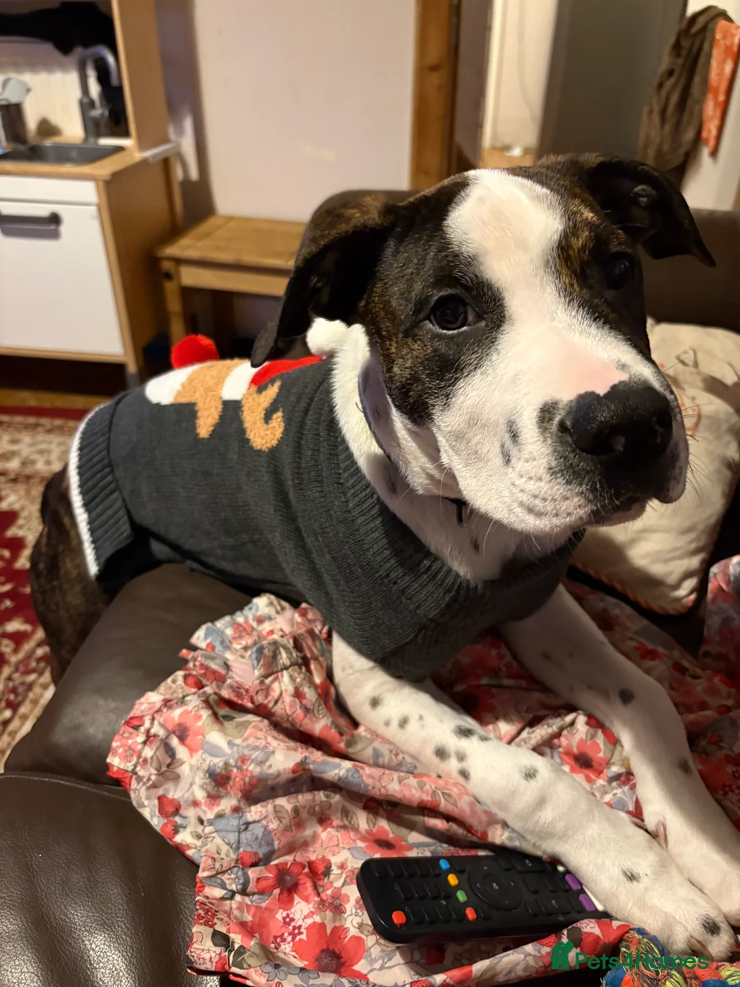 Mixed Breed dogs for sale: Cane Corso X Staffordshire bull terrier pup - Advert 3