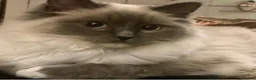 Ragdoll cats for sale: ⭐️ Meet Our Beautiful Ragdoll Babies ⭐️ - Advert 3