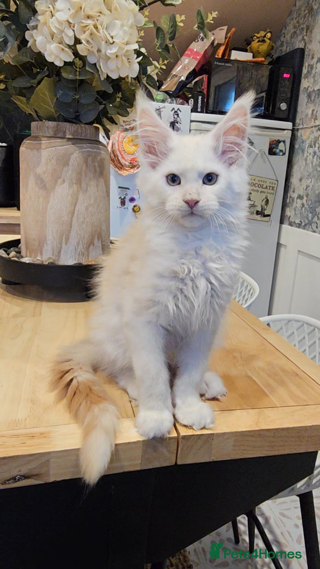 Maine Coon cats for sale: TICA maine coon kittens ready to leave - Advert 2
