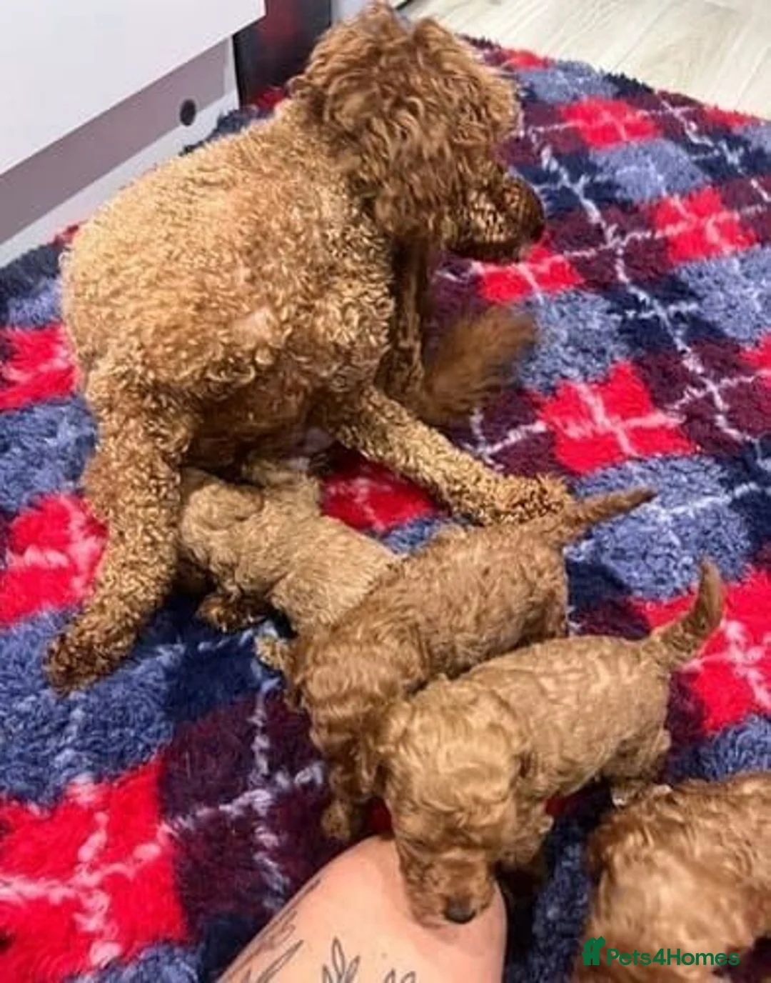 Cavapoo dogs for sale: DNA TESTED BEAUTIFUL PUPPIES  - Advert 4