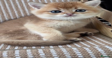 British Shorthair cats - Advert 8