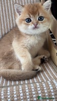 British Shorthair cats - Advert 3