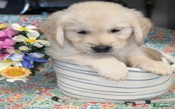 Golden Retriever dogs for sale:  KC Registered Golden Retriever Puppies.  - Image 6
