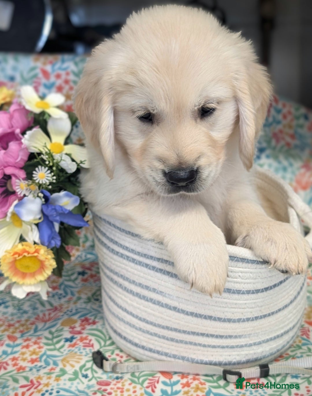 Golden Retriever dogs for sale:  KC Registered Golden Retriever Puppies.  - Image 6