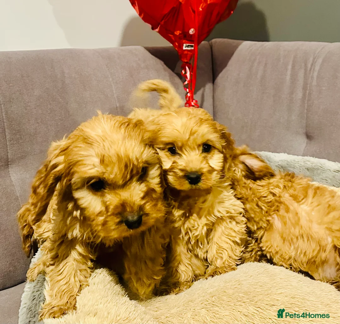 Cavapoo dogs for sale: Cavapoo puppies - Advert 6