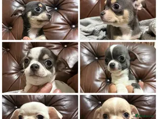 Chihuahua dogs Chihuahua pups - Advert 5