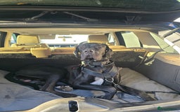 Great Dane dogs for sale: 15 month great dane male for sale - Image 1