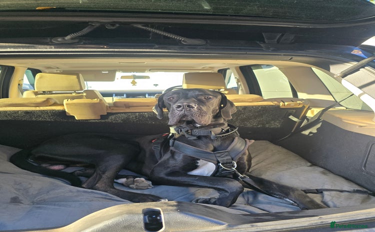 Great Dane dogs - Advert 1