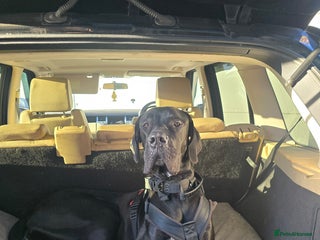 Great Dane dogs for sale - Advert 1