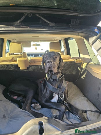 Great Dane dogs - Advert 1