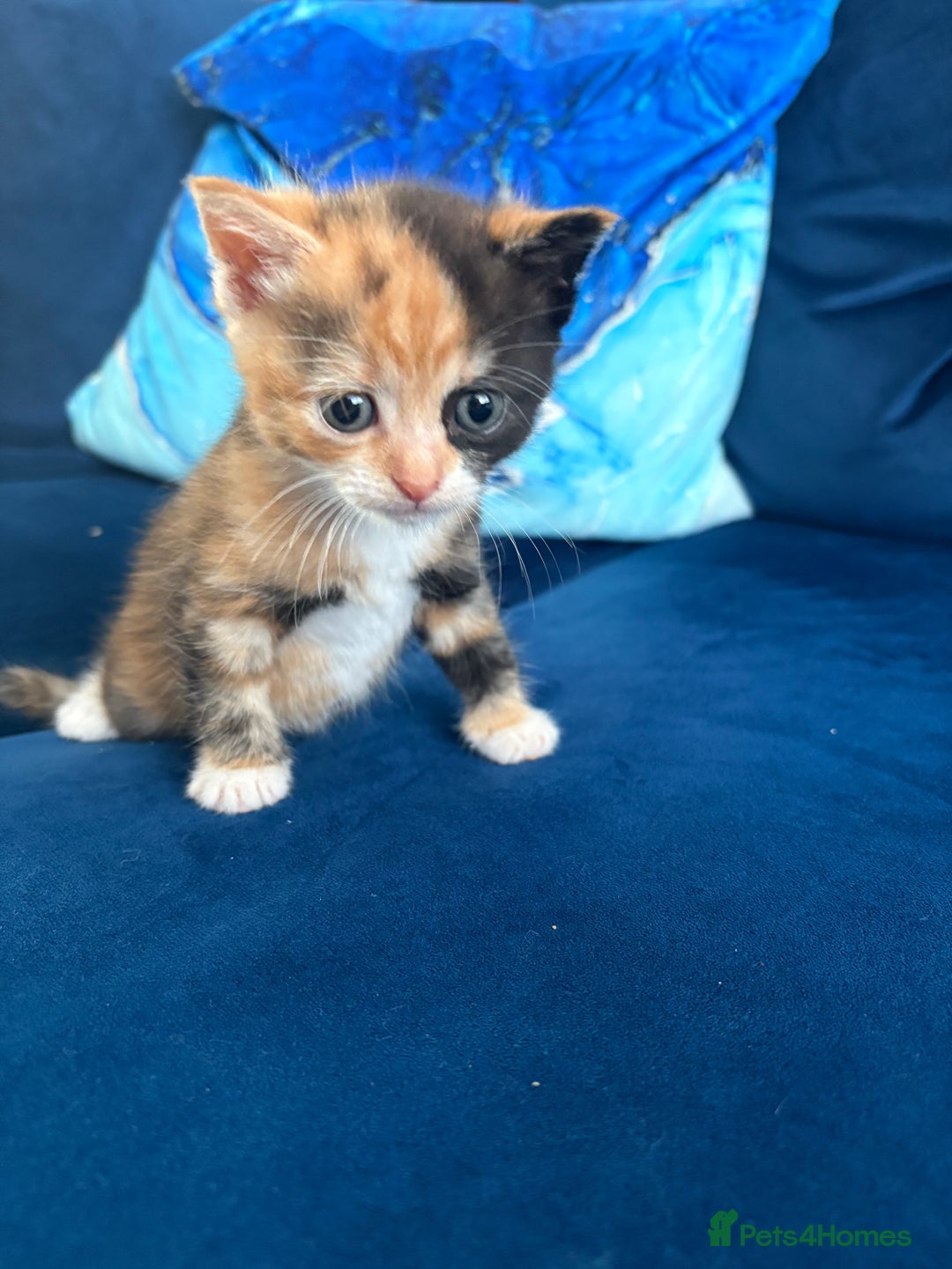 Mixed Breed cats for sale: Tortoiseshell kitten - Image 1
