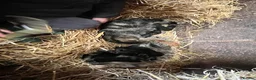 Mixed Breed cats for sale: Yard cats - Advert 8
