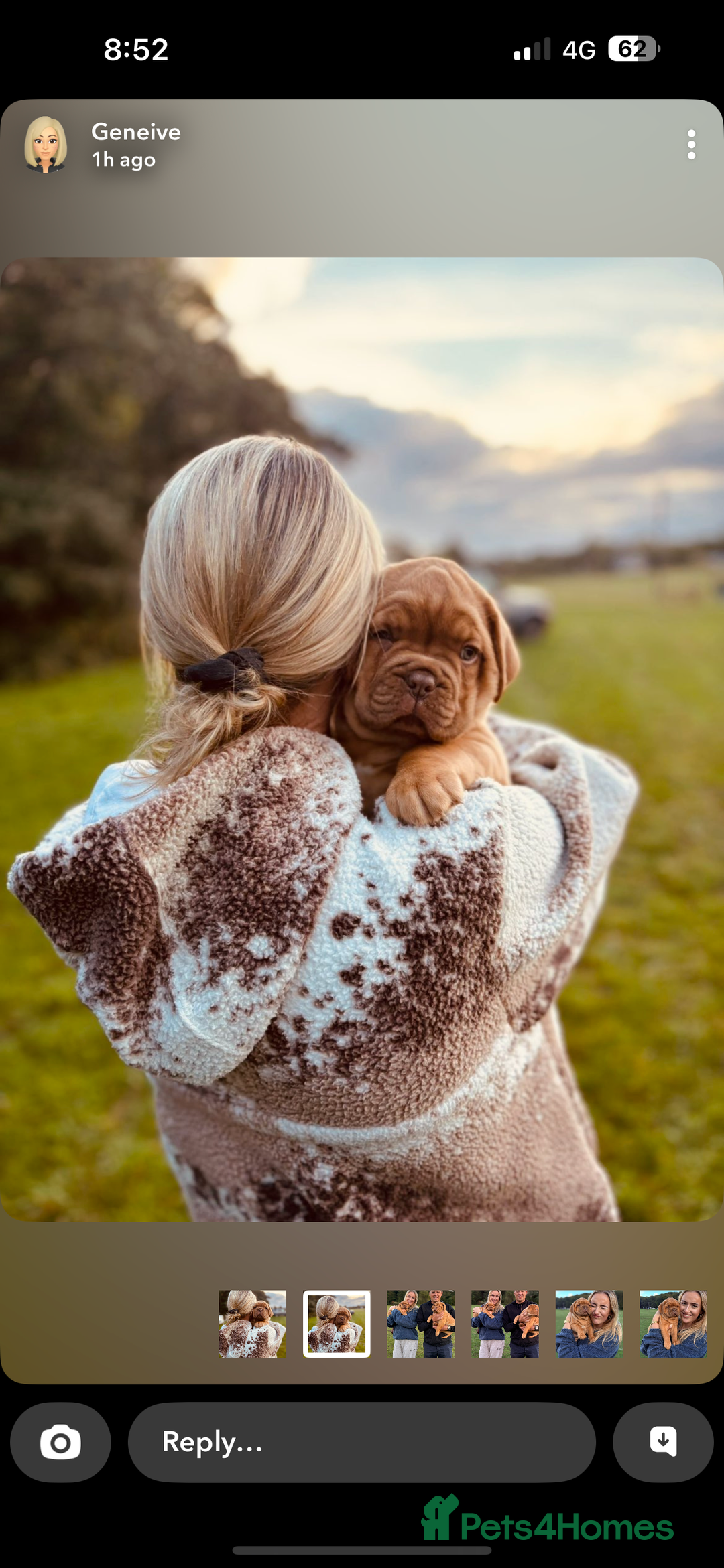 Dogue De Bordeaux dogs for sale: 🐾 Dogue de Bordeaux – Chunky True type- Ready 🐾 - Image 4
