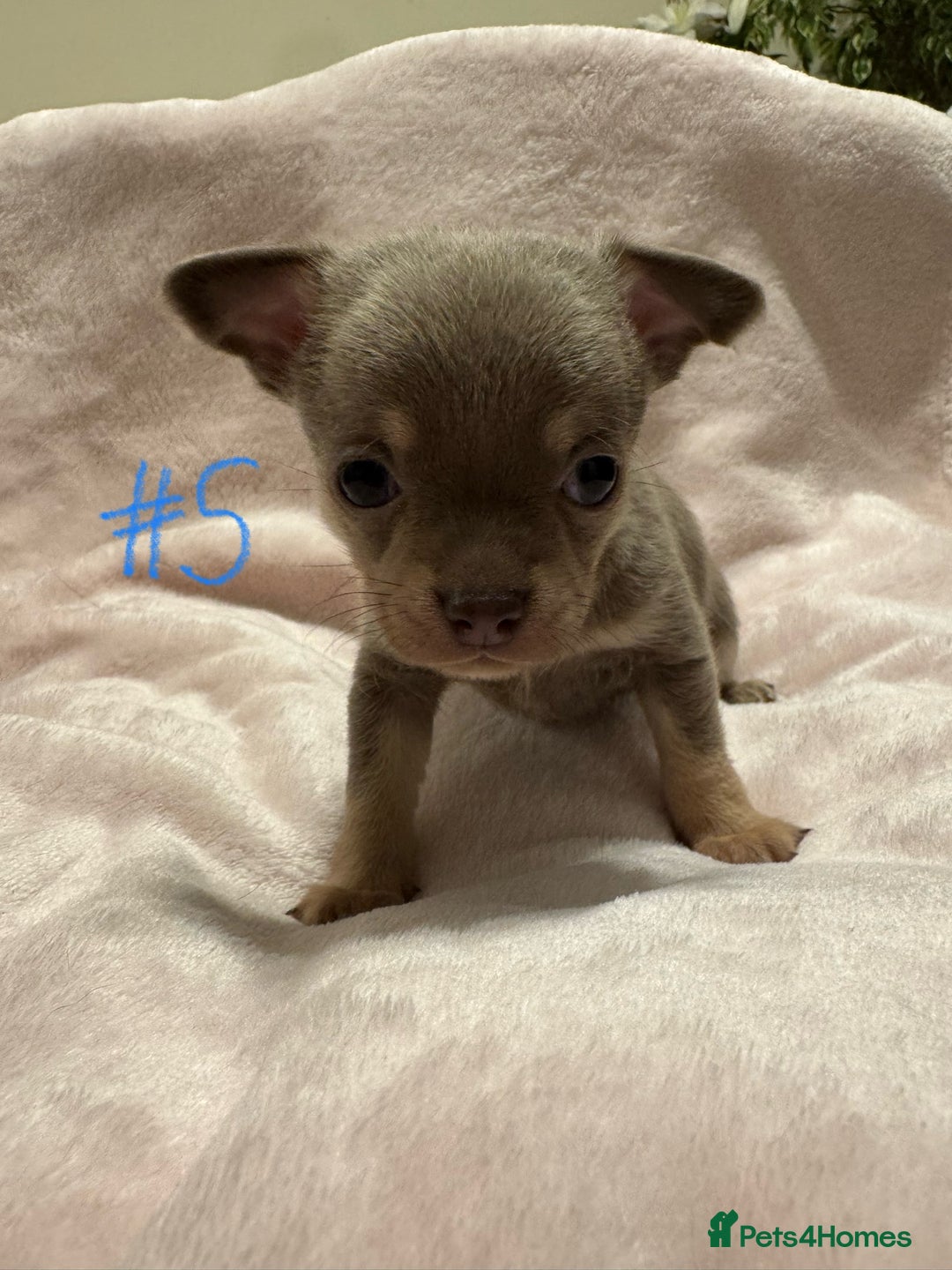 Chihuahua dogs for sale: KC Reg short-hair Chihuahua apple-headed puppies - Advert 38