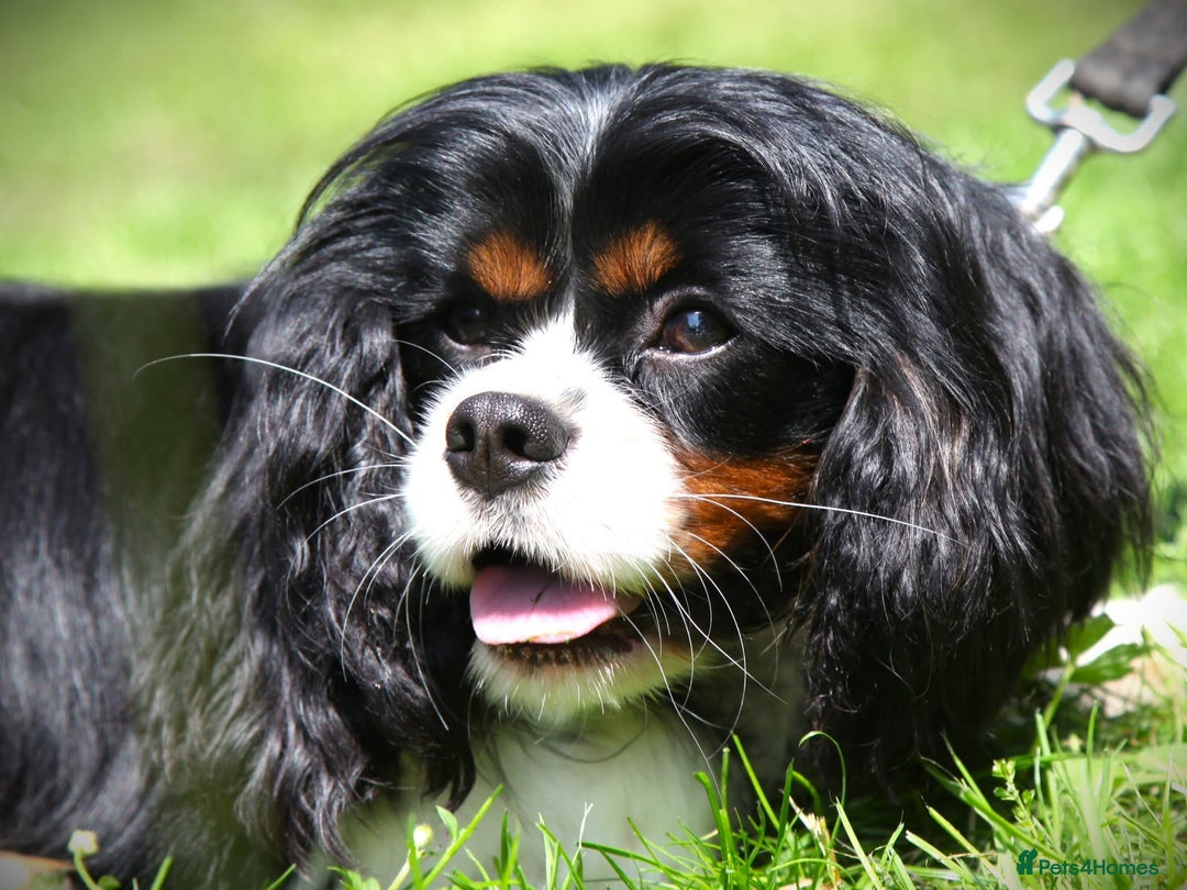 Mixed Breed dogs for sale: Beautiful CavaJacks 🖤 - Image 10
