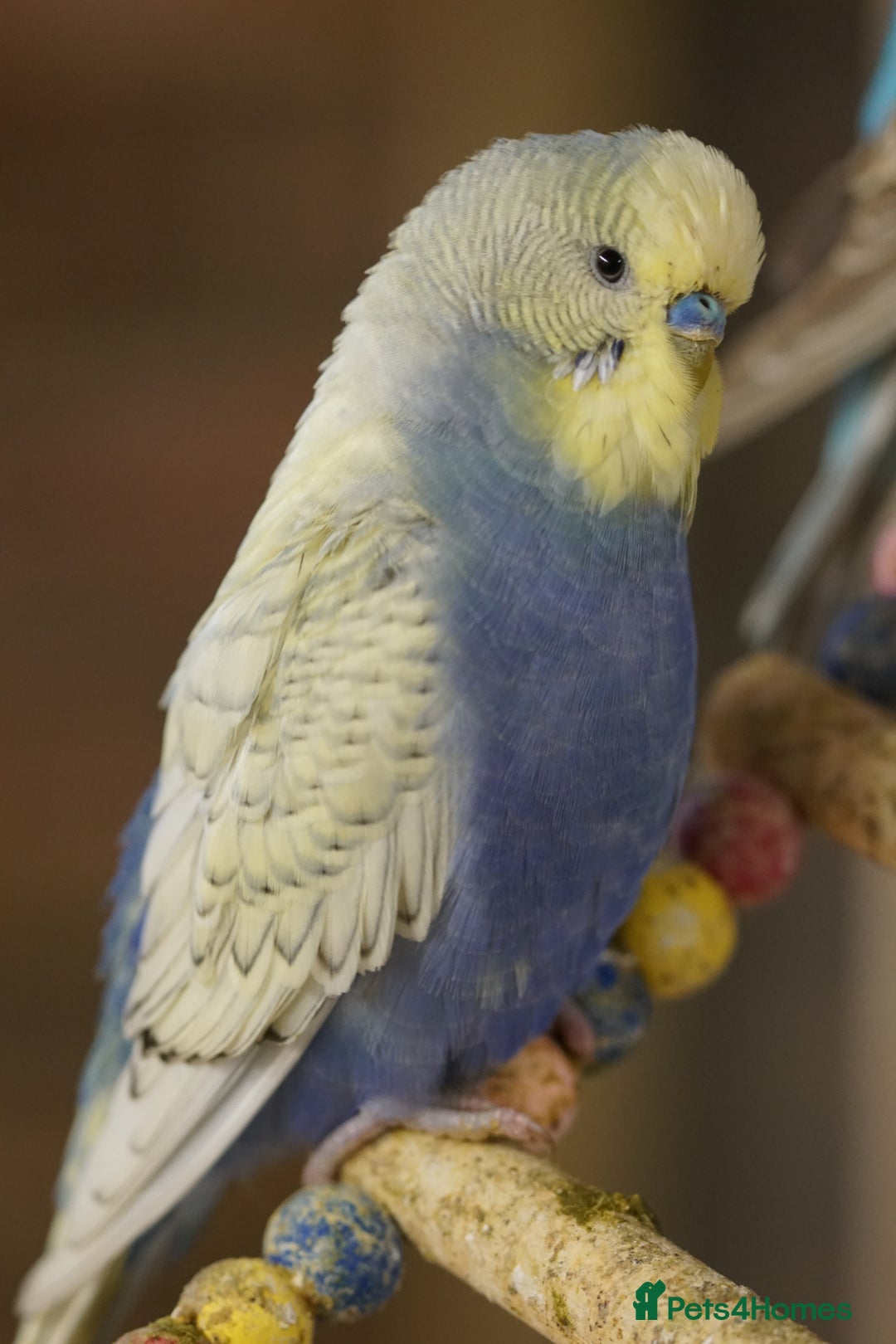 Budgerigars birds for sale: Budgies  - Advert 18