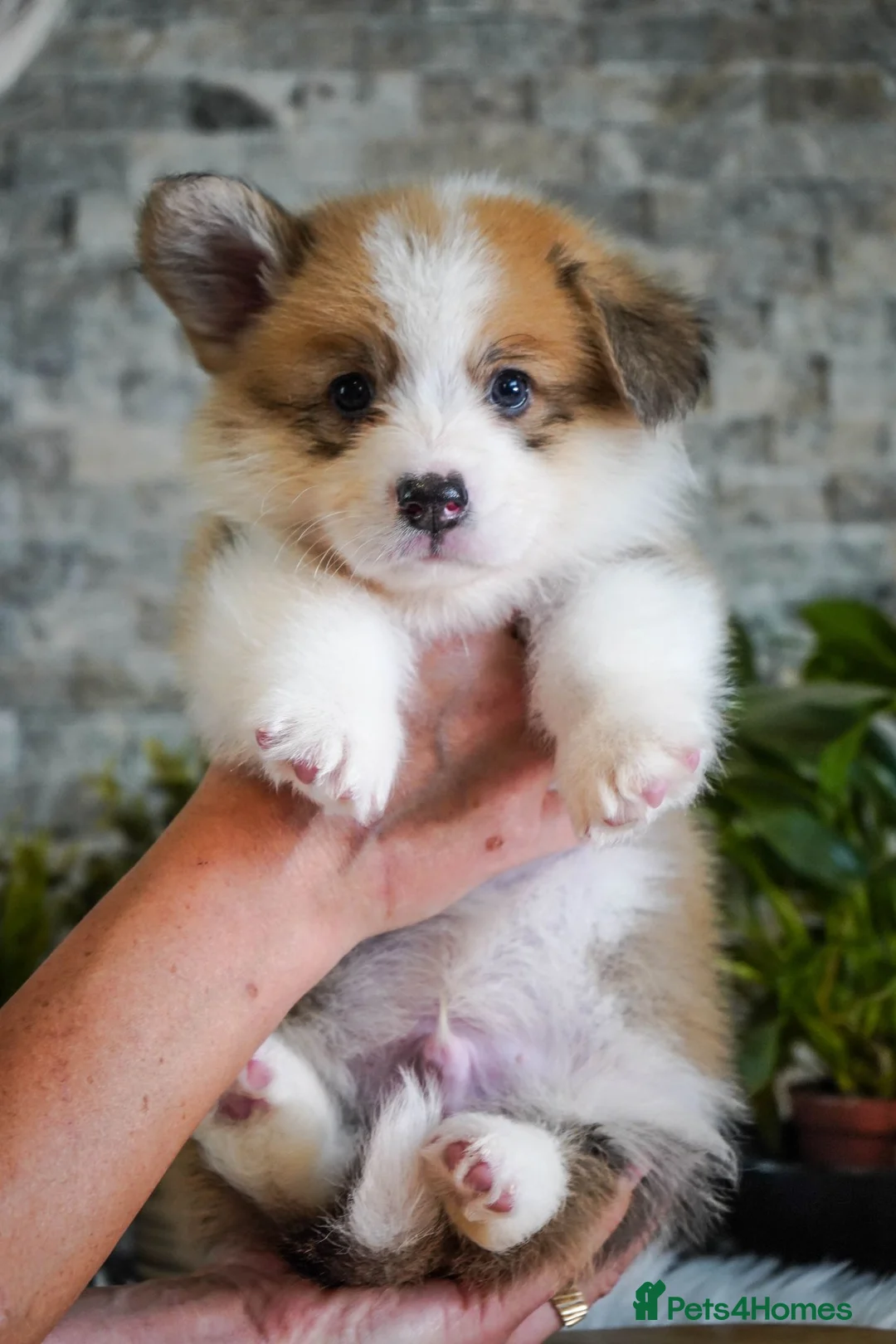 Welsh Corgi Pembroke dogs for sale: KC registered Welsh Corgi Pembroke - Advert 19