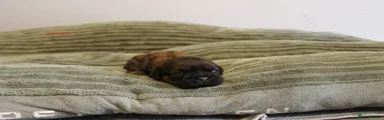 STELLA