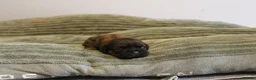 Shih Tzu dogs for sale: LOVELY SHIH TZU PUPPIES KC REG PEDIGREE  in Bootle - Advert 9
