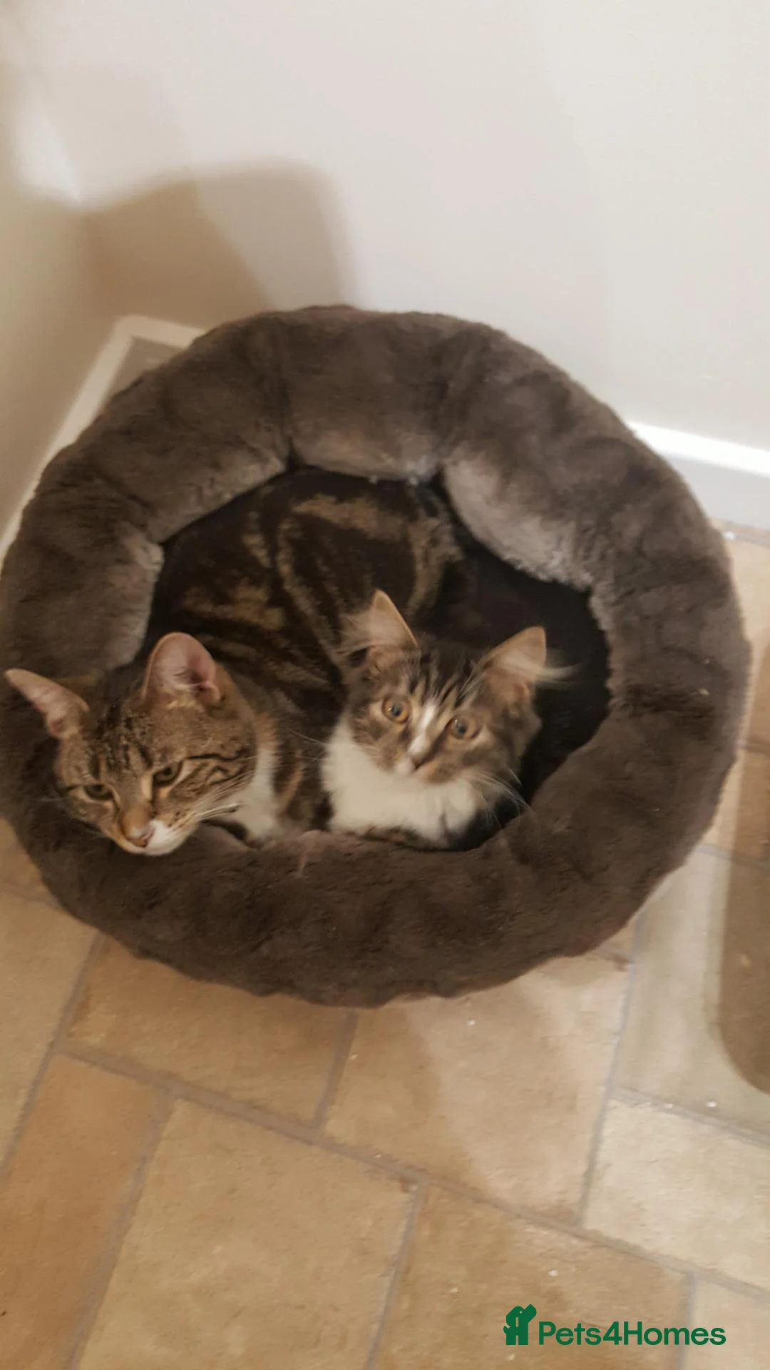 Domestic Shorthair cats for sale: Cat needing new home. - Advert 2