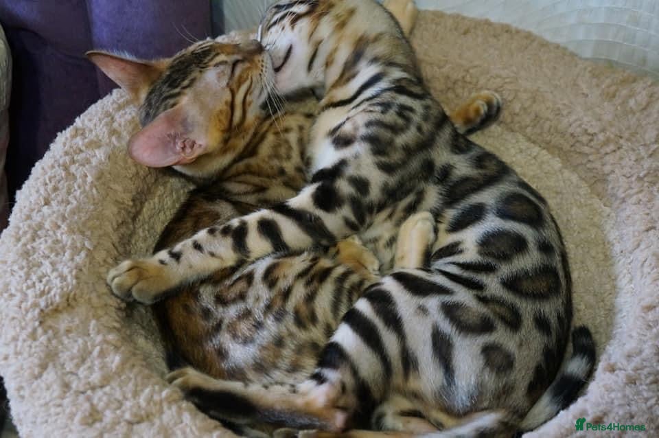 Bengal cats 💖💙 Gorgeous Bengal Kitten Ready For Thier Homes - Advert 2