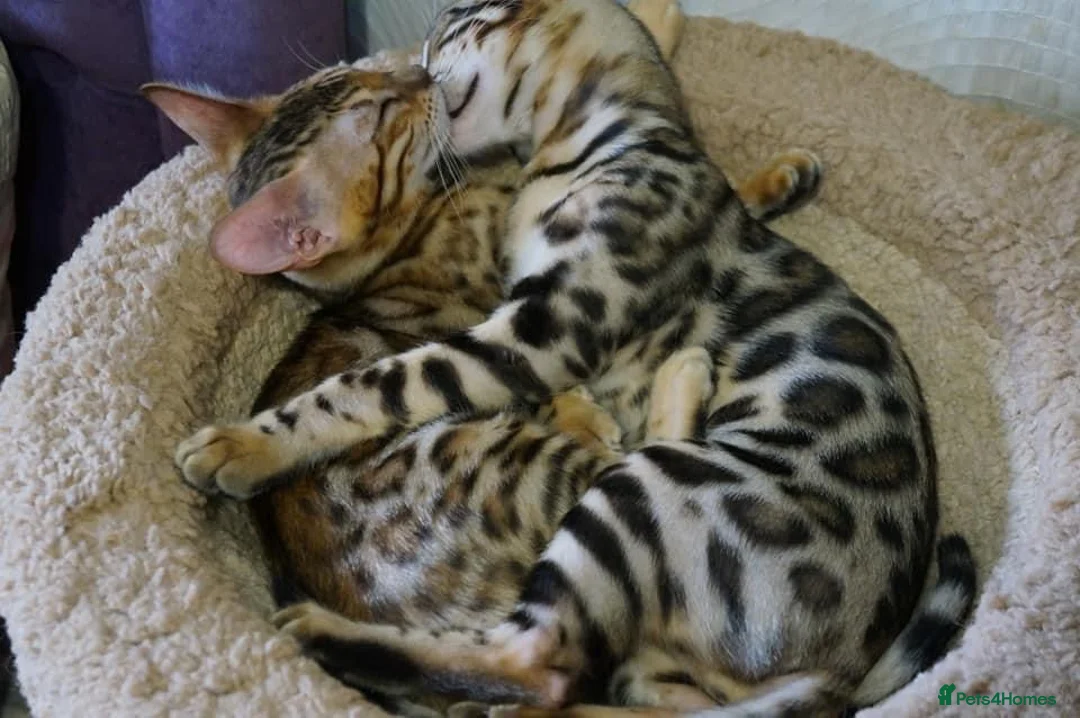 Bengal cats for sale: 💖💙 Gorgeous Bengal Kitten Ready For Thier Homes - Advert 2