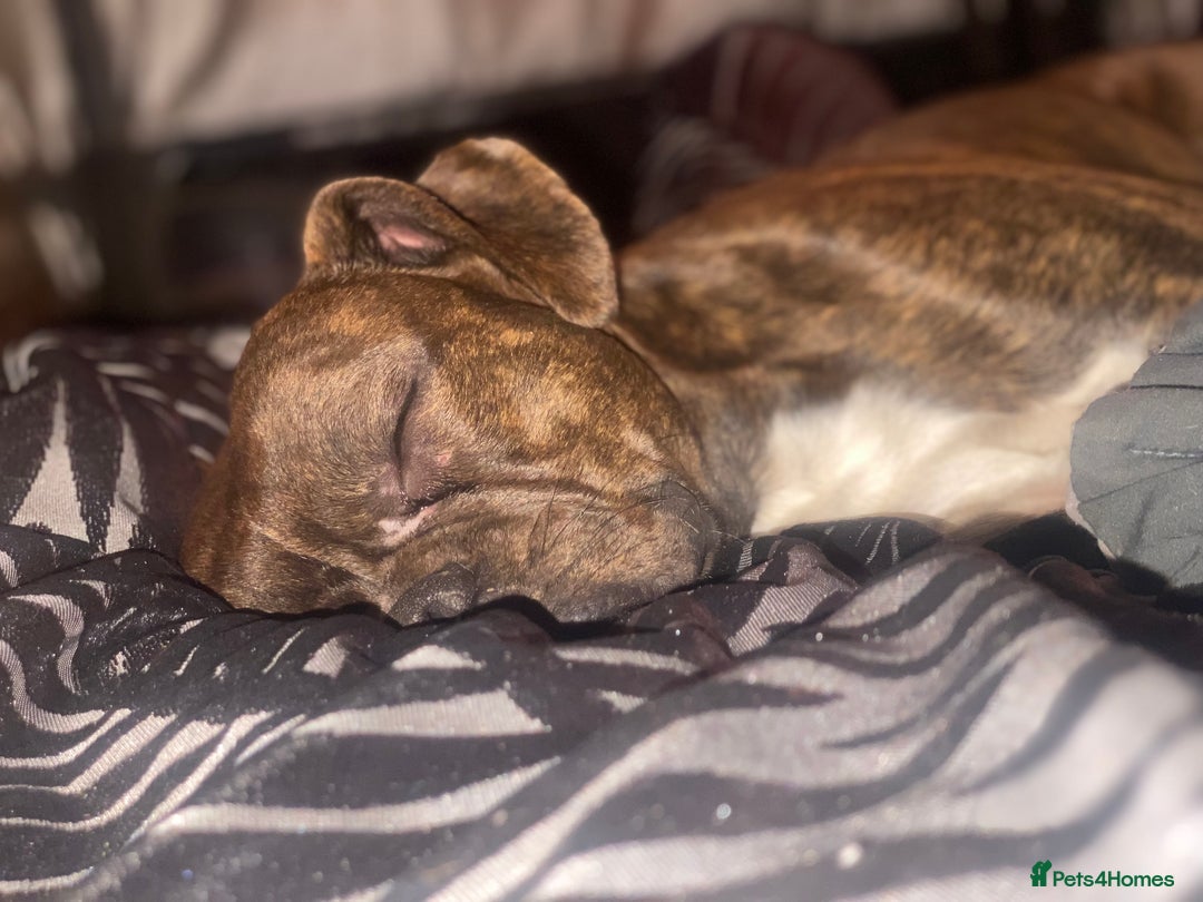 Mixed Breed dogs for sale: 🤩 mum kc boxer dad mini boxer 5 pups rare 🤩 - Advert 1
