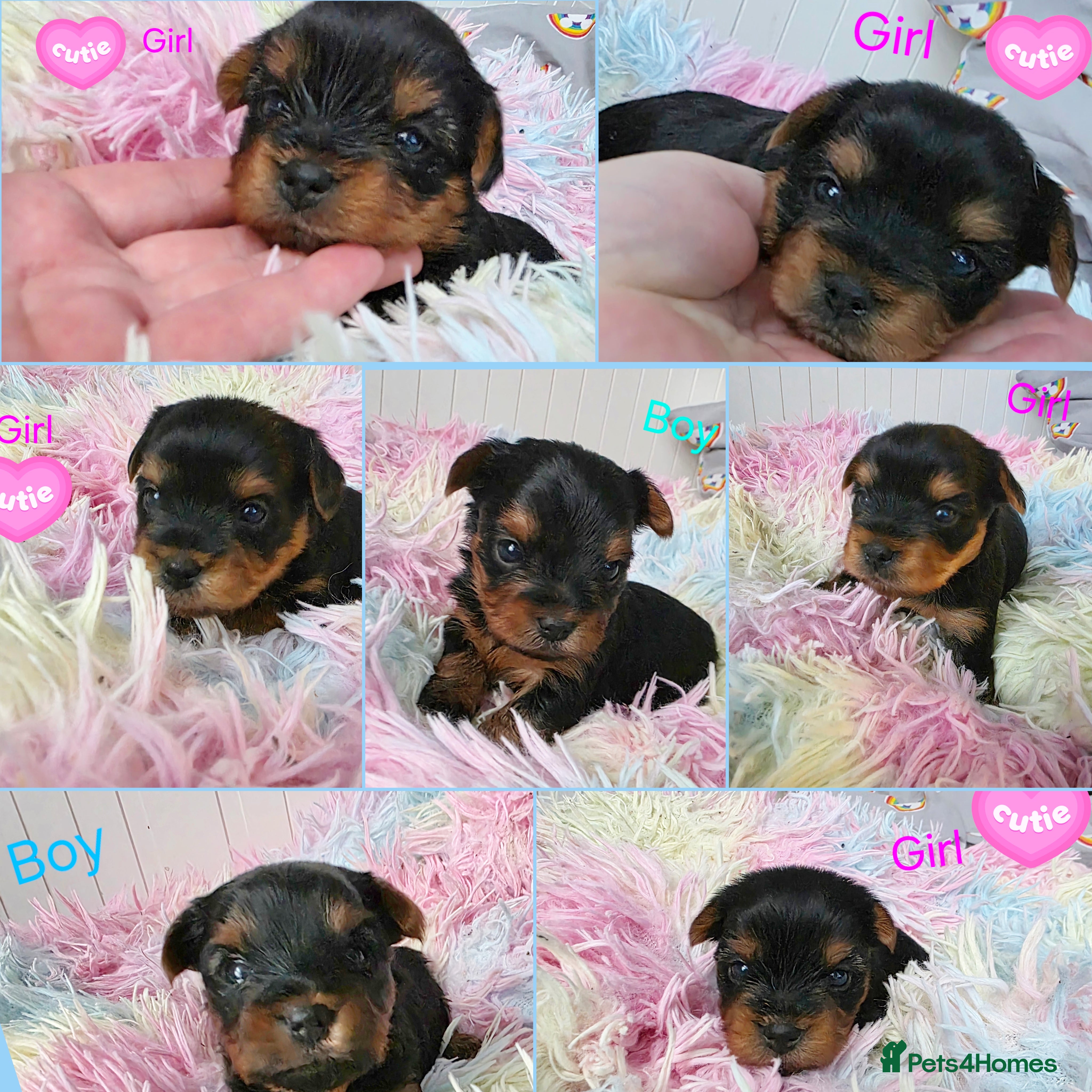 Yorkshire Terrier dogs  Yorkshire terrier Kc.Reg.5 gen.Pedigree🐶❤️ 🏆 - Advert 1