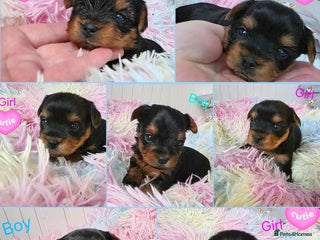 Yorkshire Terrier dogs Yorkshire terrier Kc.Reg.5 gen.Pedigree🐶❤️ 🏆 - Advert 1