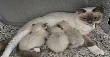Ragdoll cats - Advert 3