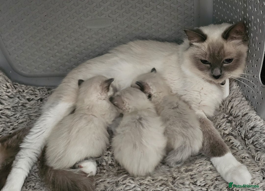 Ragdoll cats for sale: Purebred Bluepoint kittens - Image 3