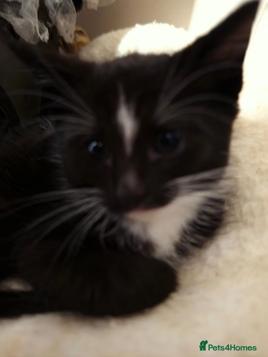 British Shorthair cats for sale: 5 kittens, ready next weds - Advert 2