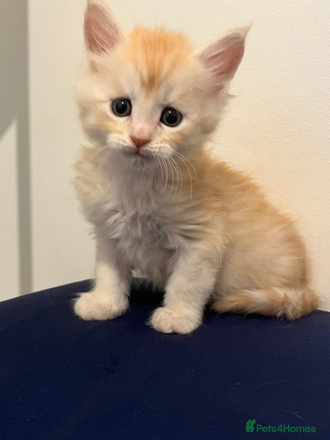 Maine Coon cats for sale: Beautiful Maine Coon Kittens  - Advert 1