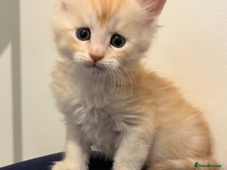 Maine Coon cats Beautiful Maine Coon Kittens - Advert 5