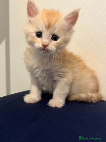 Maine Coon cats Beautiful Maine Coon Kittens - Advert 1